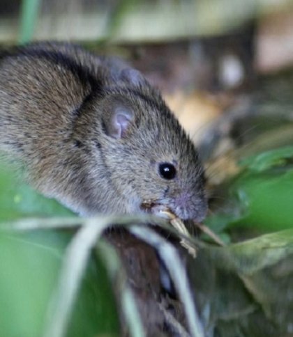 У Львові 66-річна жінка потрапила в реанімацію з тяжкою формою лептоспірозу