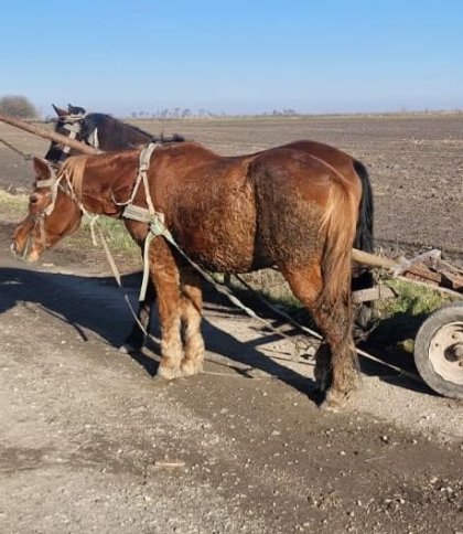 У Шептицькому районі перекинулася підвода: загинув 60-річний водій