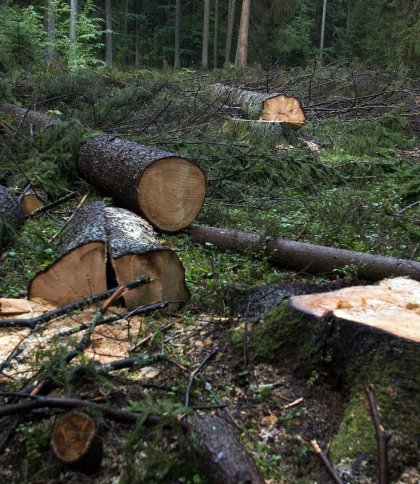 З селищної ради на Львівщині стягнули понад 900 тис. грн збитків за вирубку дерев