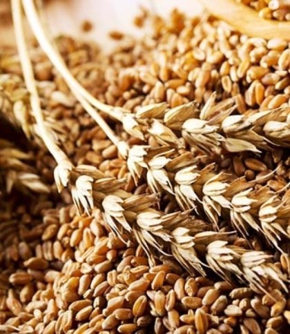 Окупанти вивезли із Луганщини десятки тонн агропродукції