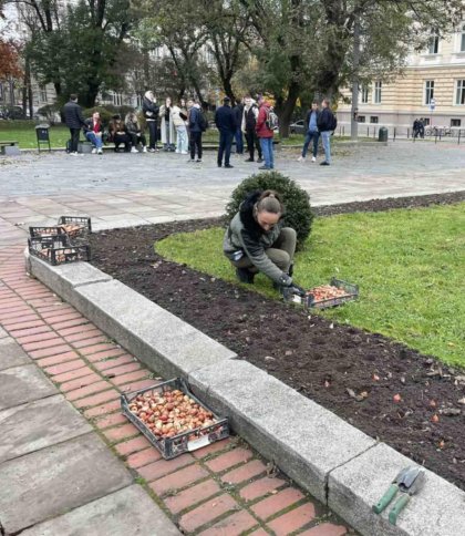 У Львові висадили понад 10 тисяч тюльпанів, подарованих Нідерландами