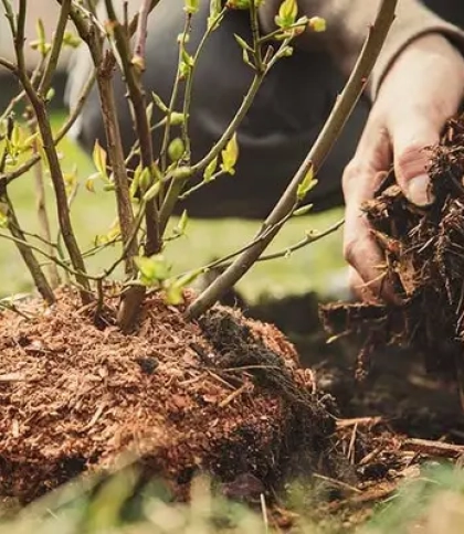 Ветеранів запрошують долучитися до висадки дерев у львівському парку