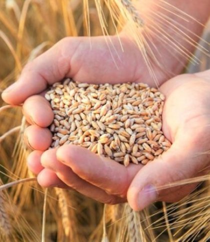 На Закарпатті побудують "сухий порт" для експорту зерна