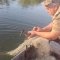 Добротвірське водосховище: з сіток врятували каченя та рибу