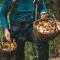 Цілився у тварину, а влучив у грибника: на Львівщині розслідують стрілянину в лісі