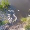 У Лисиничах перевіряють воду після загибелі понад 100 карасів