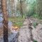 На Львівщині пожежа пошкодила близько 10 гектарів лісу