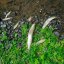 Масова загибель риби у Бережниці: які види загинули