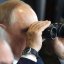 Путін дивиться в бінокль