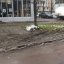 Глибокі колії в болоті: львів’яни скаржаться на занедбаний «газон» на вулиці Володимира Великого