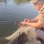Добротвірське водосховище: з сіток врятували каченя та рибу