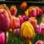 Тюльпани