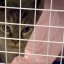 У Львові стартувала акція зі стерилізації безпритульних котів