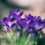 Крокуси