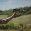 Українські військові за добу знищили понад 1300 окупантів та 13 наземних роботів ворога