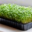 мікрозелень вдома