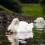 У Стрийський парк після зимівлі повернулася пара білих лебедів