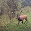Фотопастки в прикордонній зоні Самбірщини зафіксували оленя та косуль