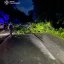 На Львівщині нічний буревій повалив дерева: рух двома трасами був заблокований