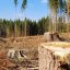 Суд стягнув на користь сільради на Львівщині понад 1 млн грн за вирубку лісу
