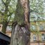 У Львові зріжуть дуб на перехресті Чупринки-Котляревського