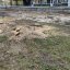 У Львові масово зрізали дерева для облаштування нового пішохідного бульвару