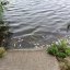 У водоймі біля Львова виявили понад сотню мертвих карасів