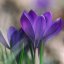 Крокус