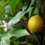 Лимон