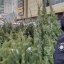 У Львові оштрафували продавця за торгівлю новорічними ялинками без документів