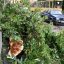 Дахи, авто, світлофори: що пошкодила гроза у Львові