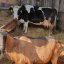 За крадіжку корови і двох кіз судили мешканця Львівщини