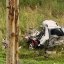 Біля Львова у потрійній ДТП загинула дворічна дівчинка
