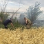 На Херсонщині врятували поля із зерновими, які ледь не згоріли через обстріли російських військових