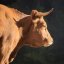 Корова