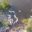 У Лисиничах перевіряють воду після загибелі понад 100 карасів