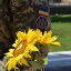 Сонях за донат у Львові: де долучитися до акції