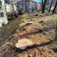 Львів’яни скаржаться на масове вирубування дерев в міських парках