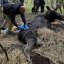 Львівські зоозахисники врятували у лісі на Рівненщині знесиленого лося