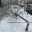 В історичному центрі Львова невідомі вночі 11 лютого зрізали дерева (фото)