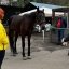 До Львова евакуювали коня з Краматорська, якому загрожувала евтаназія