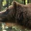 На Львівщині реабілітують ведмедів-переселенців (фото)