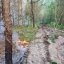 На Львівщині пожежа пошкодила близько 10 гектарів лісу