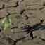 П’ять річок на Львівщині мають рекордно низький рівень води через посуху