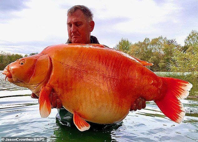 Британський рибалка спіймав одну з найбільших у світі золотих рибок: як виглядає унікальний улов – 01