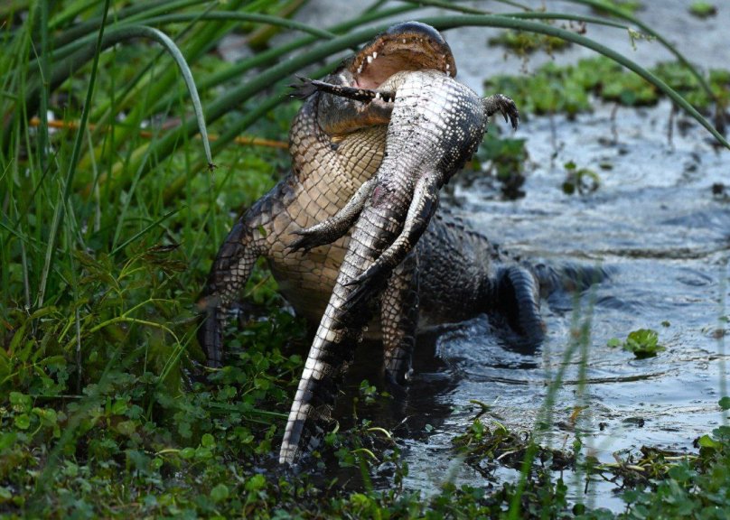 Алігатор з’їдає іншого алігатора. Фото: Барбара Д’Анджело