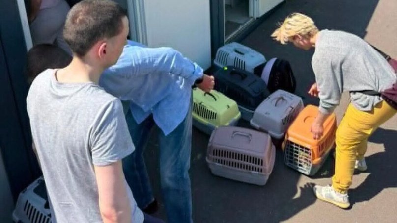 Сім’ю з 14 котами прихистили після ракетного удару по Львову – 01