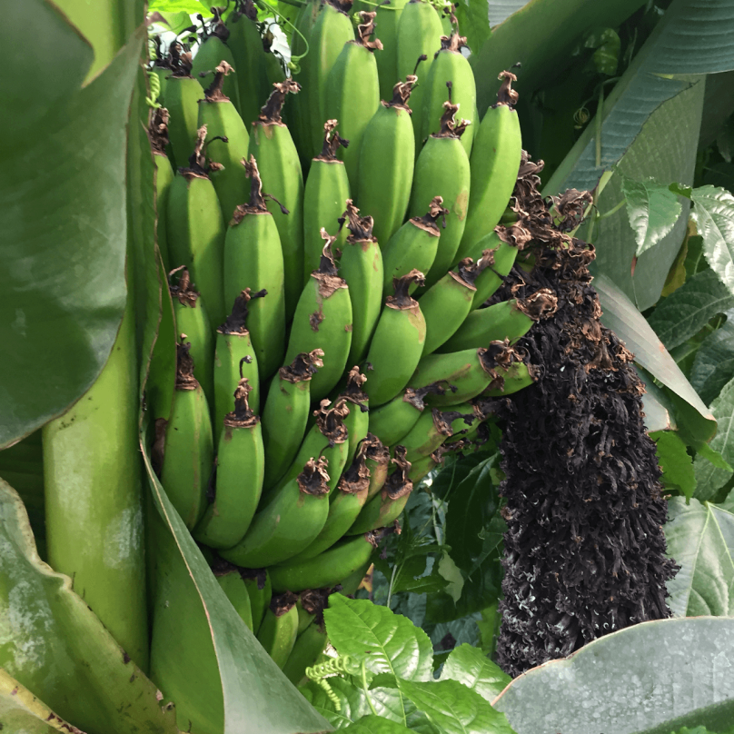 Фото: "Бананова ферма" banana-plant.business.site