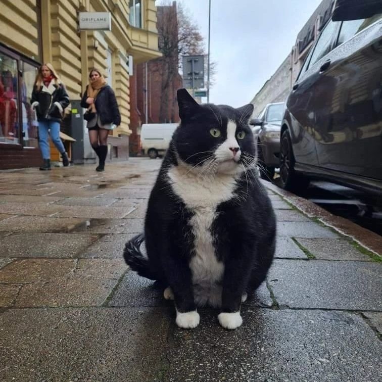 Кіт став найпопулярнішим туристичним об’єктом польського міста (фото) – 02