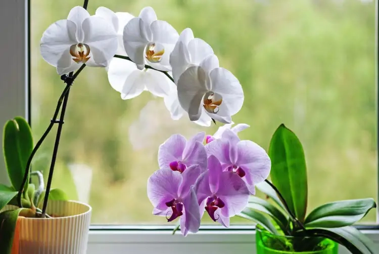 Орхідея квітне. Фото: жіночий журнал «Вона»